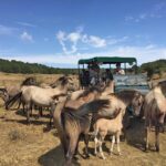 Paleolítico Vivo en carriola-vagón 10:00h